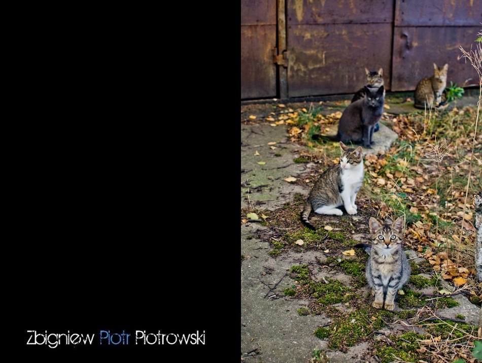 piotrowskii.com - hel (24)